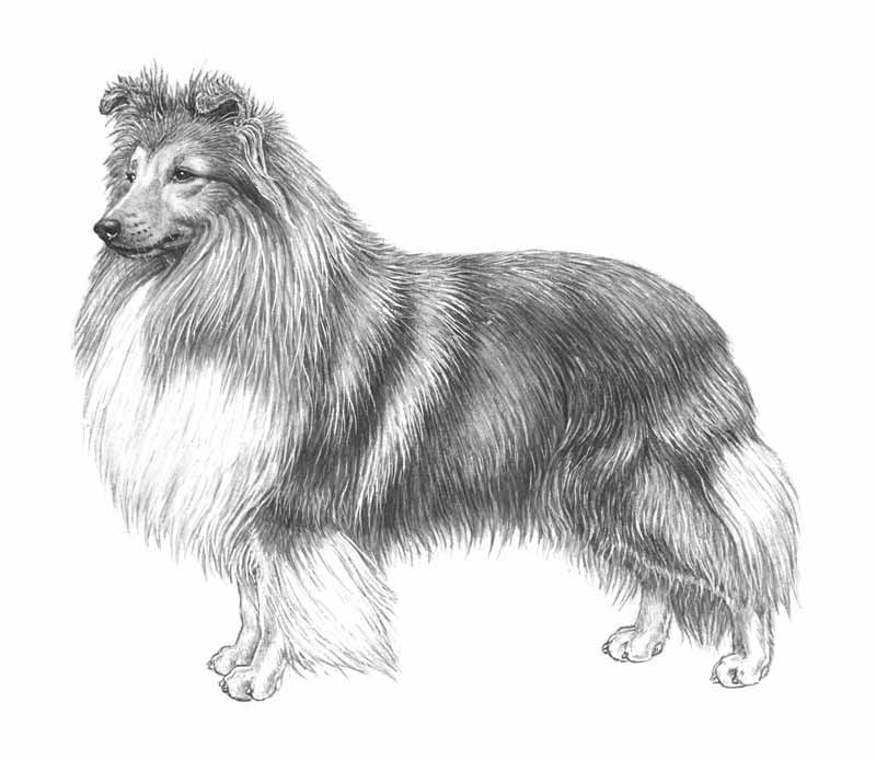 standard shetland sheepdog