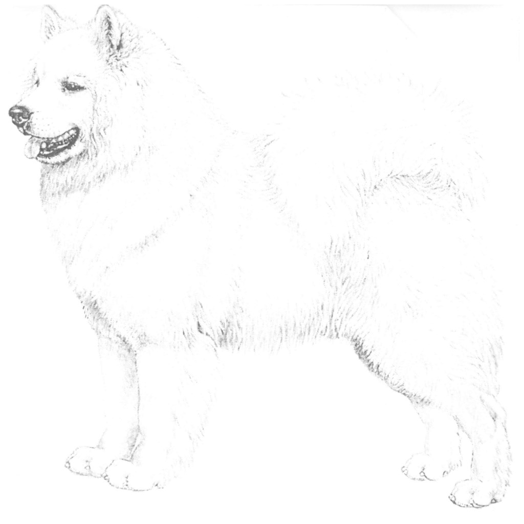 Samoyed FCI-Standard