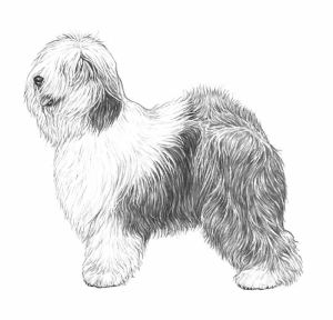 Antiguo pastor inglés (Bobtail)  English sheepdog puppy, Old english  sheepdog puppy, Old english sheepdog