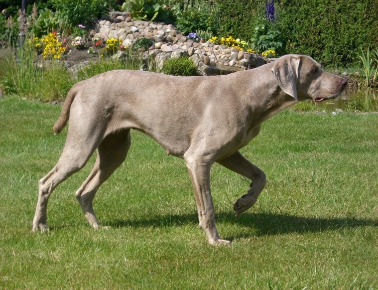 what is the breed of weimaraner