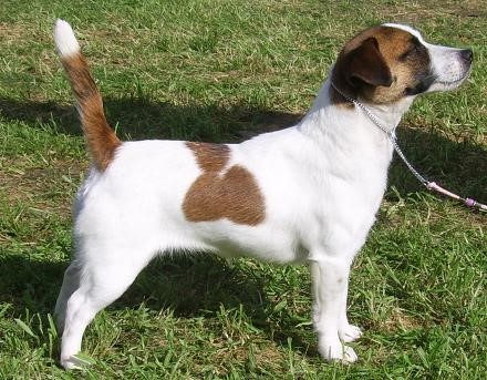 Fci jack russell terrier 2025