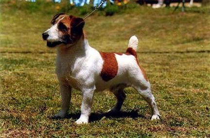 Fci jack russell terrier 2025