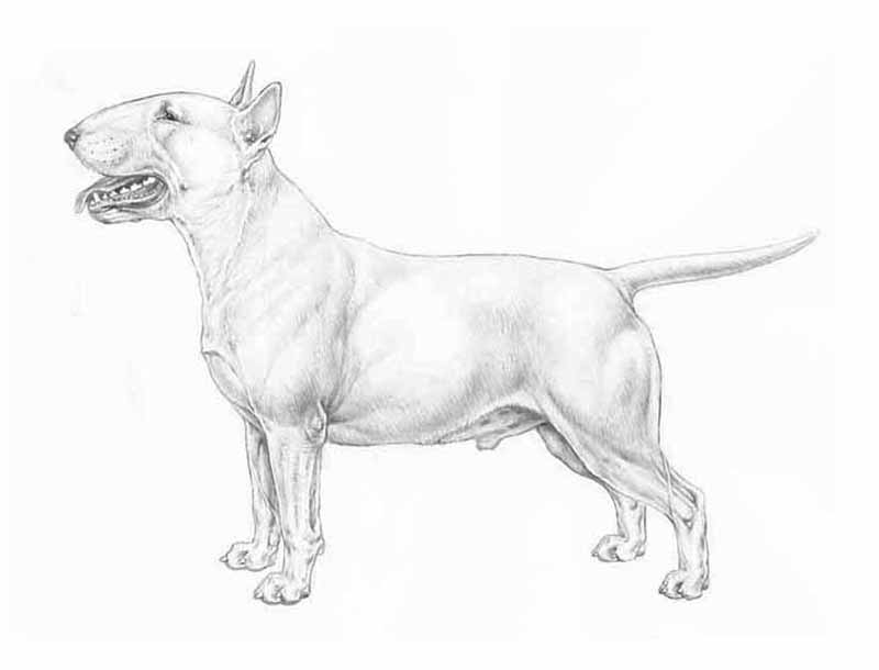 MINIATURE BULL TERRIER